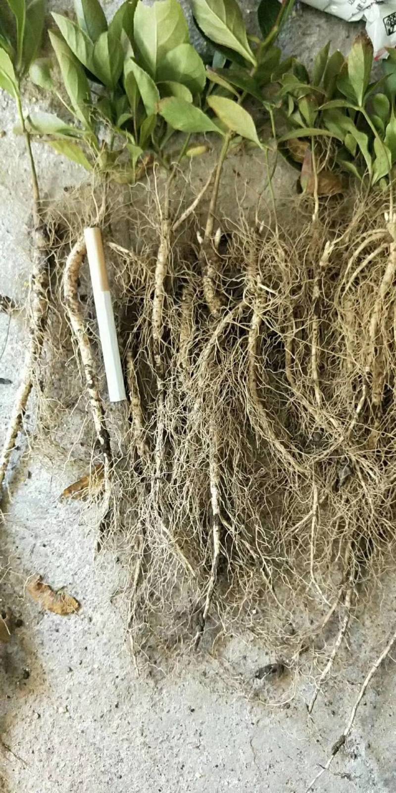 白鲜皮种苗技术指导，白鲜皮苗，东北阔叶白鲜皮苗