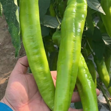 辣椒苗羊角椒苗尖椒苗黄绿皮大果长羊角椒苗牛角椒苗