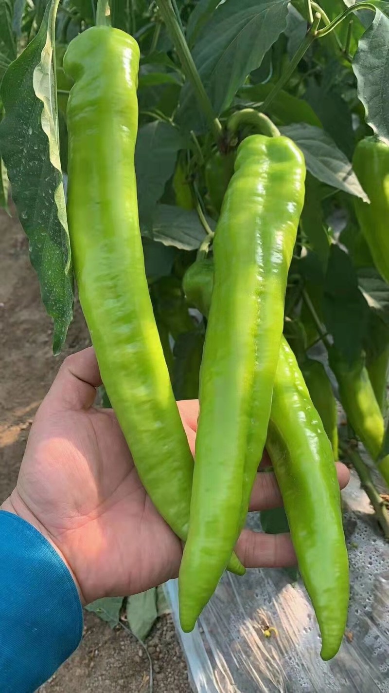 辣椒苗羊角椒苗尖椒苗黄绿皮大果长羊角椒苗牛角椒苗