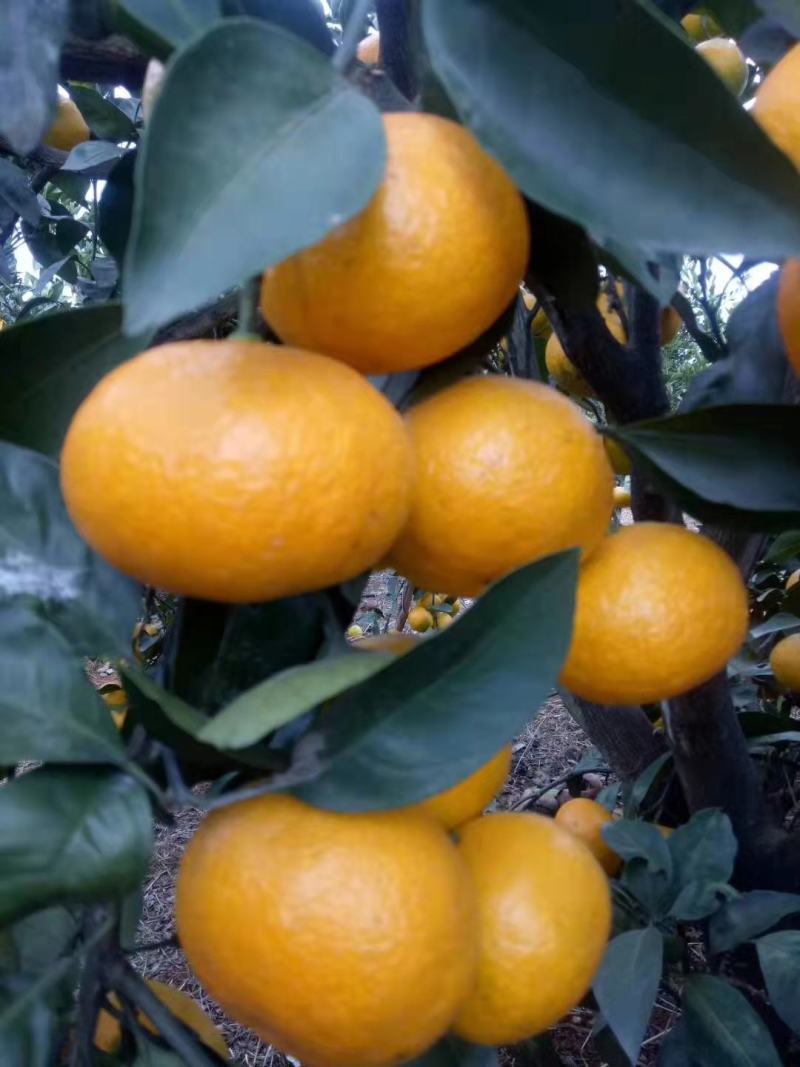 自家种植蜜桔蜜橘橘子10斤自家果园现摘现发自然