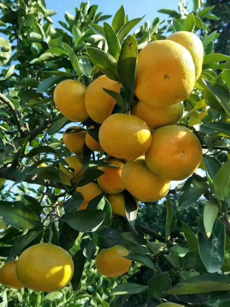 自家种植蜜桔蜜橘橘子10斤自家果园现摘现发自然