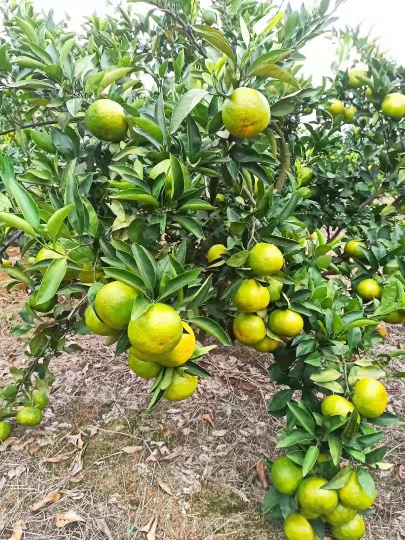 自家种植蜜桔蜜橘橘子10斤自家果园现摘现发自然
