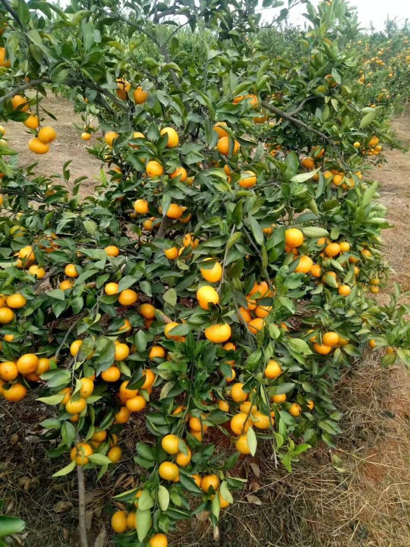 自家种植蜜桔蜜橘橘子10斤自家果园现摘现发自然