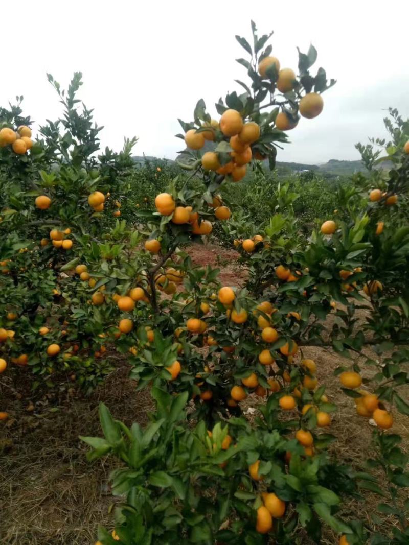 自家种植蜜桔蜜橘橘子10斤自家果园现摘现发自然