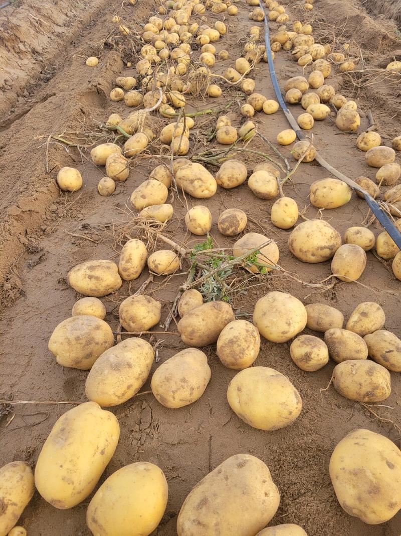 内蒙古土豆精品黄心土豆大量供应中产地直供质量保证