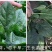绿剑杂交菠菜种子大叶红根耐寒越冬生长速度快