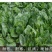 绿剑杂交菠菜种子大叶红根耐寒越冬生长速度快