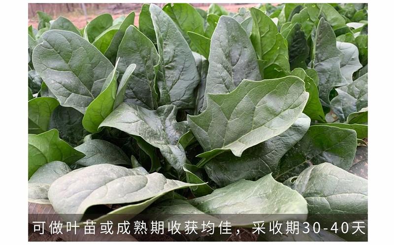 绿剑杂交菠菜种子大叶红根耐寒越冬生长速度快