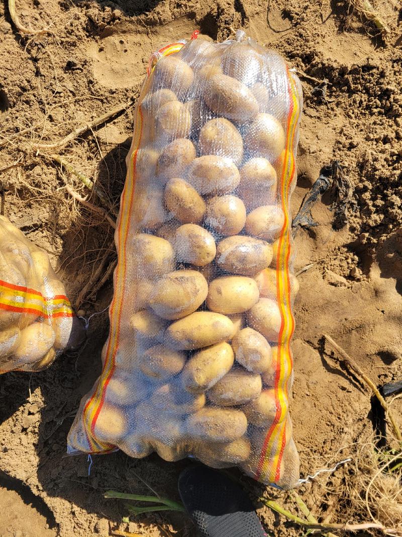 内蒙古黄心土豆电商货产地直供量大从优规格齐全全国发