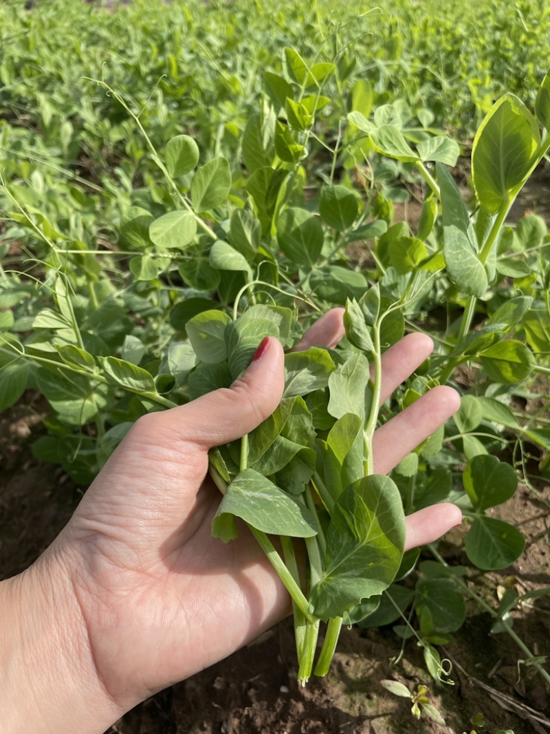 精品新鲜豆苗营养价值丰富含有人体所需的氨基酸