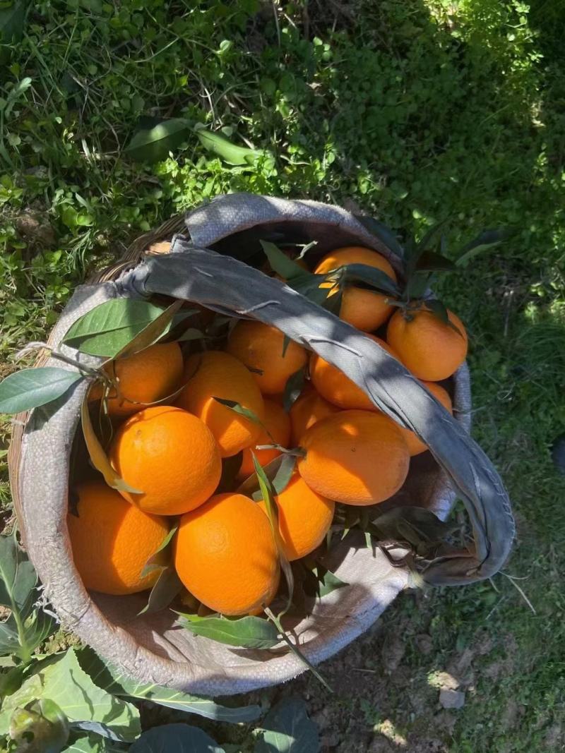 纽荷尔橙子果面光滑果色橙红肉质脆嫩化渣
