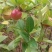 现摘山油茶果老品种老茶油果鲜油茶籽