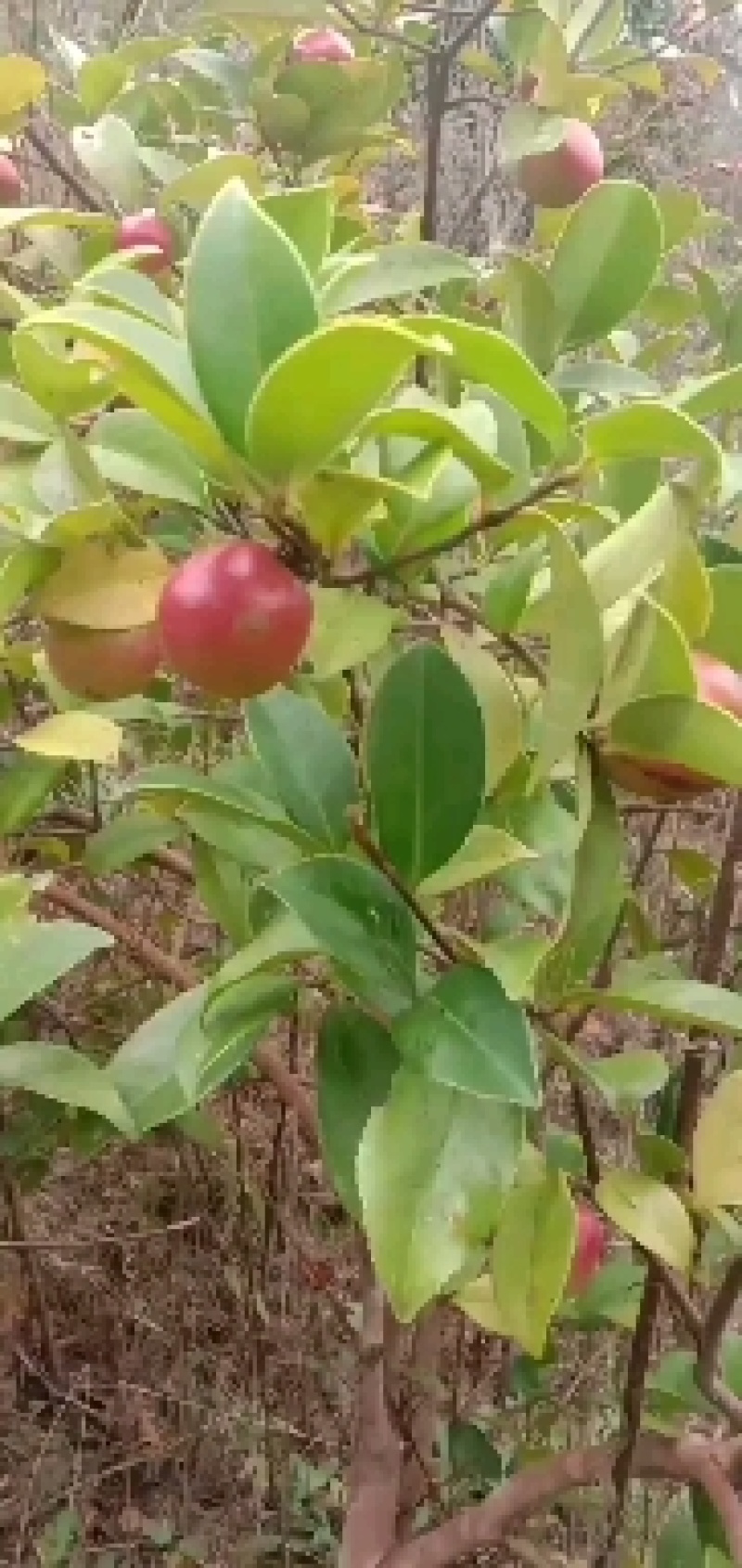 现摘山油茶果老品种老茶油果鲜油茶籽