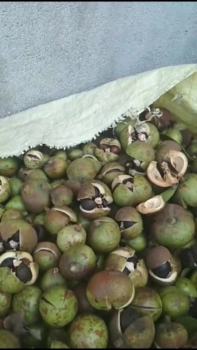 现摘山油茶果老品种老茶油果鲜油茶籽