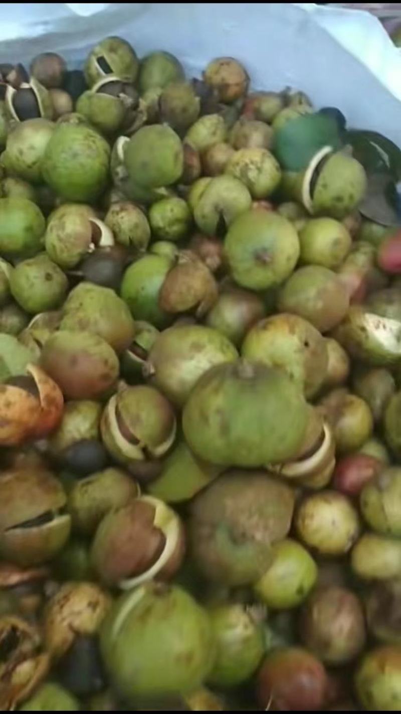 现摘山油茶果老品种老茶油果鲜油茶籽