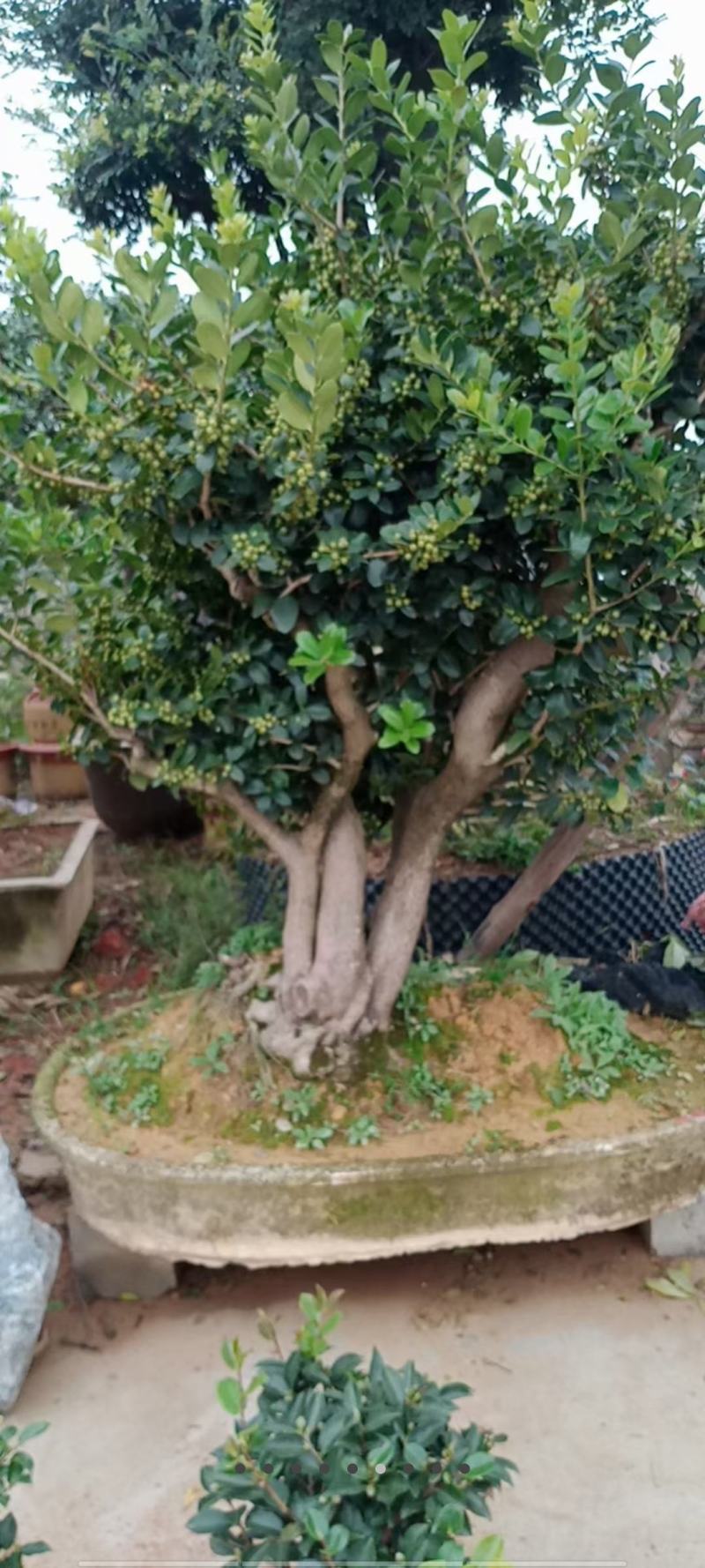 枸骨树
