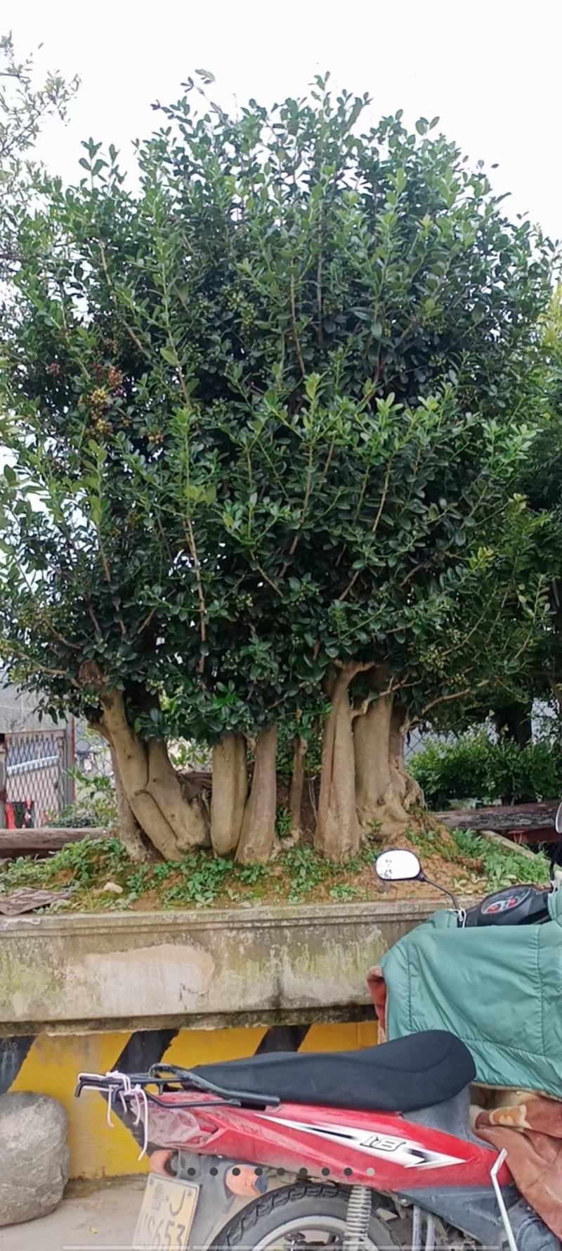枸骨树