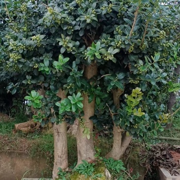 枸骨树