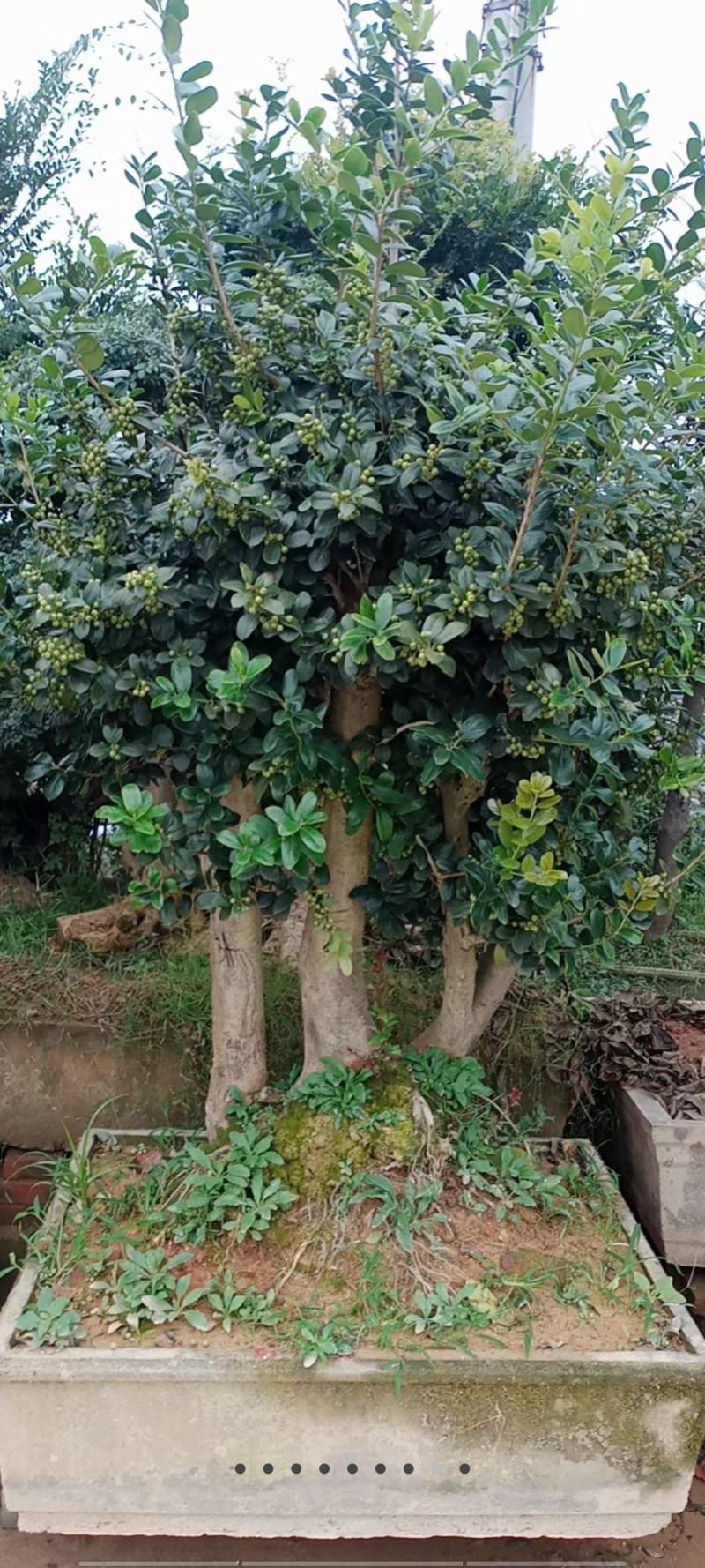 枸骨树
