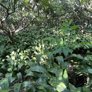 峨眉山优质高山粽叶苗