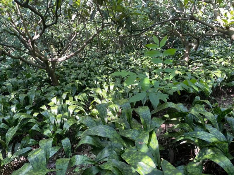 峨眉山优质高山粽叶苗