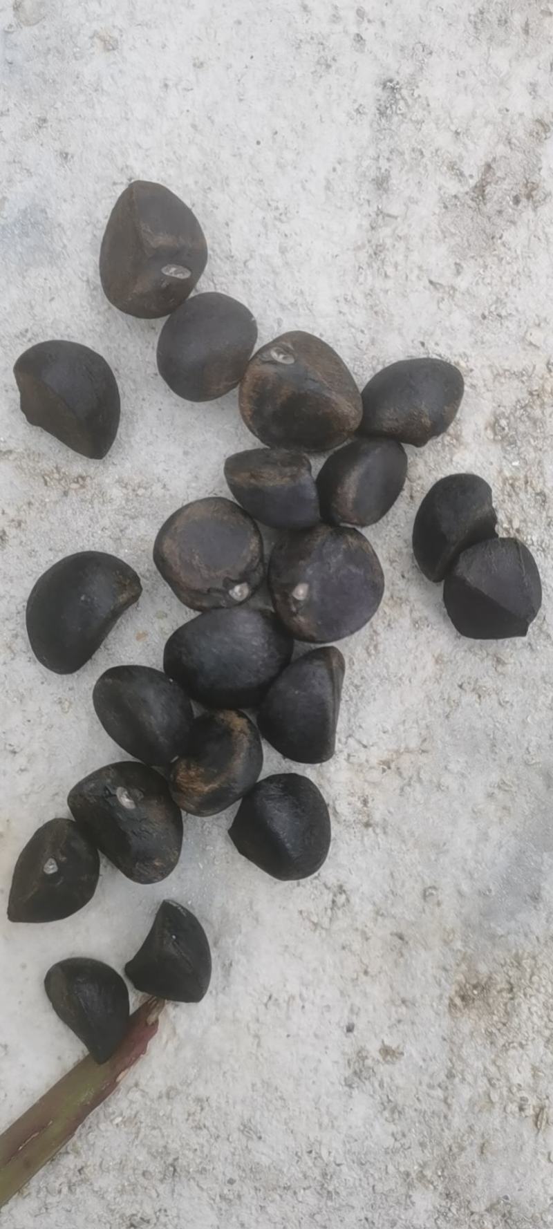 白花油茶鲜果