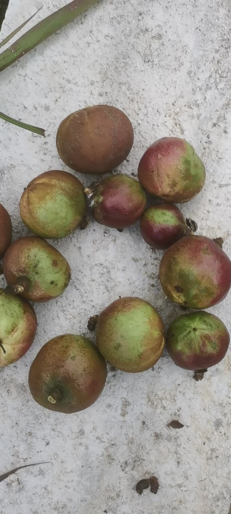 白花油茶鲜果