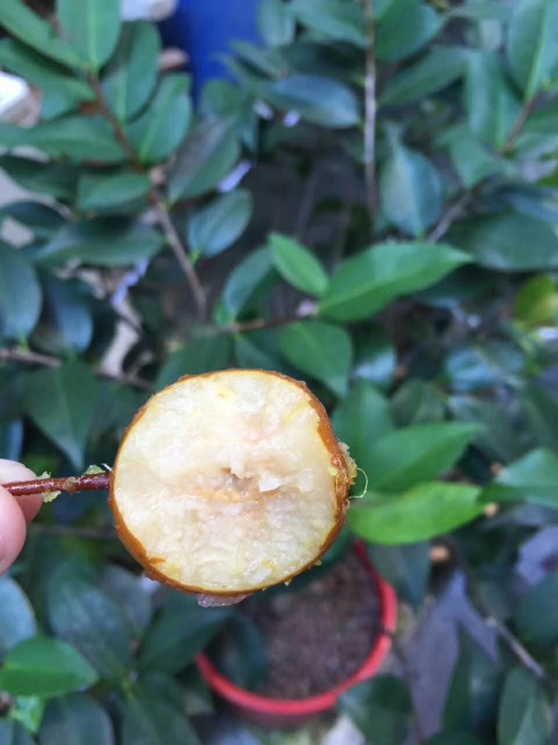 潮汕鸟梨棠梨
