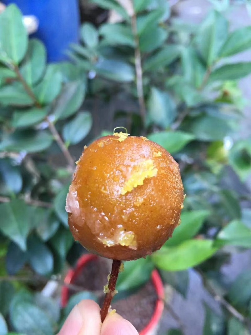 潮汕鸟梨棠梨