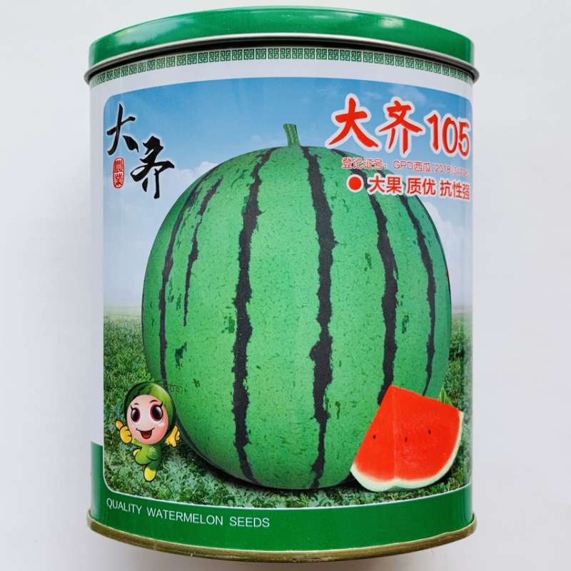 冰糖麒麟8424大棚露天高甜早中熟不裂易坐果
