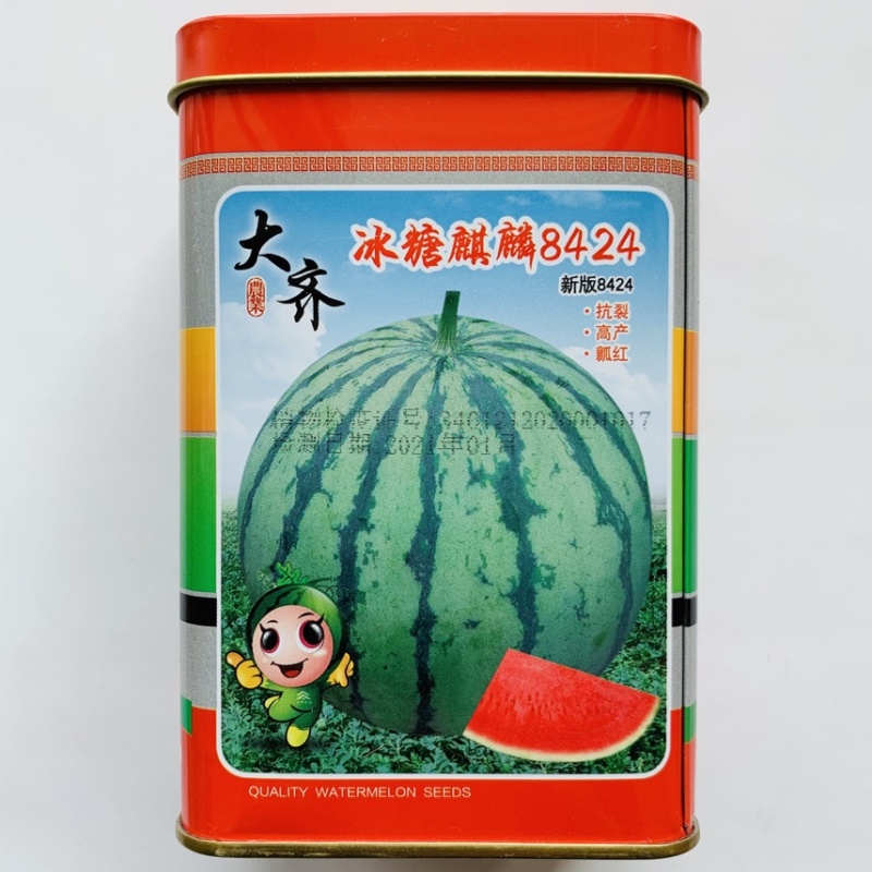 冰糖麒麟8424大棚露天高甜早中熟不裂易坐果
