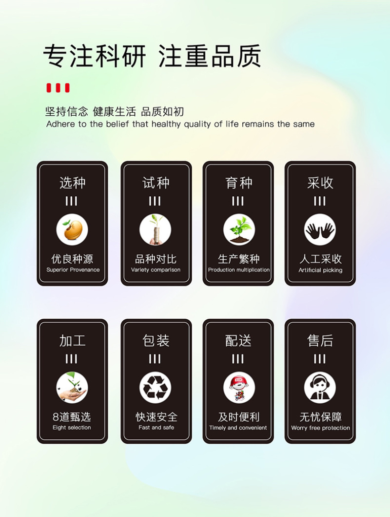 冰糖麒麟8424大棚露天高甜早中熟不裂易坐果