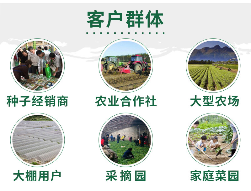 冰糖麒麟8424大棚露天高甜早中熟不裂易坐果