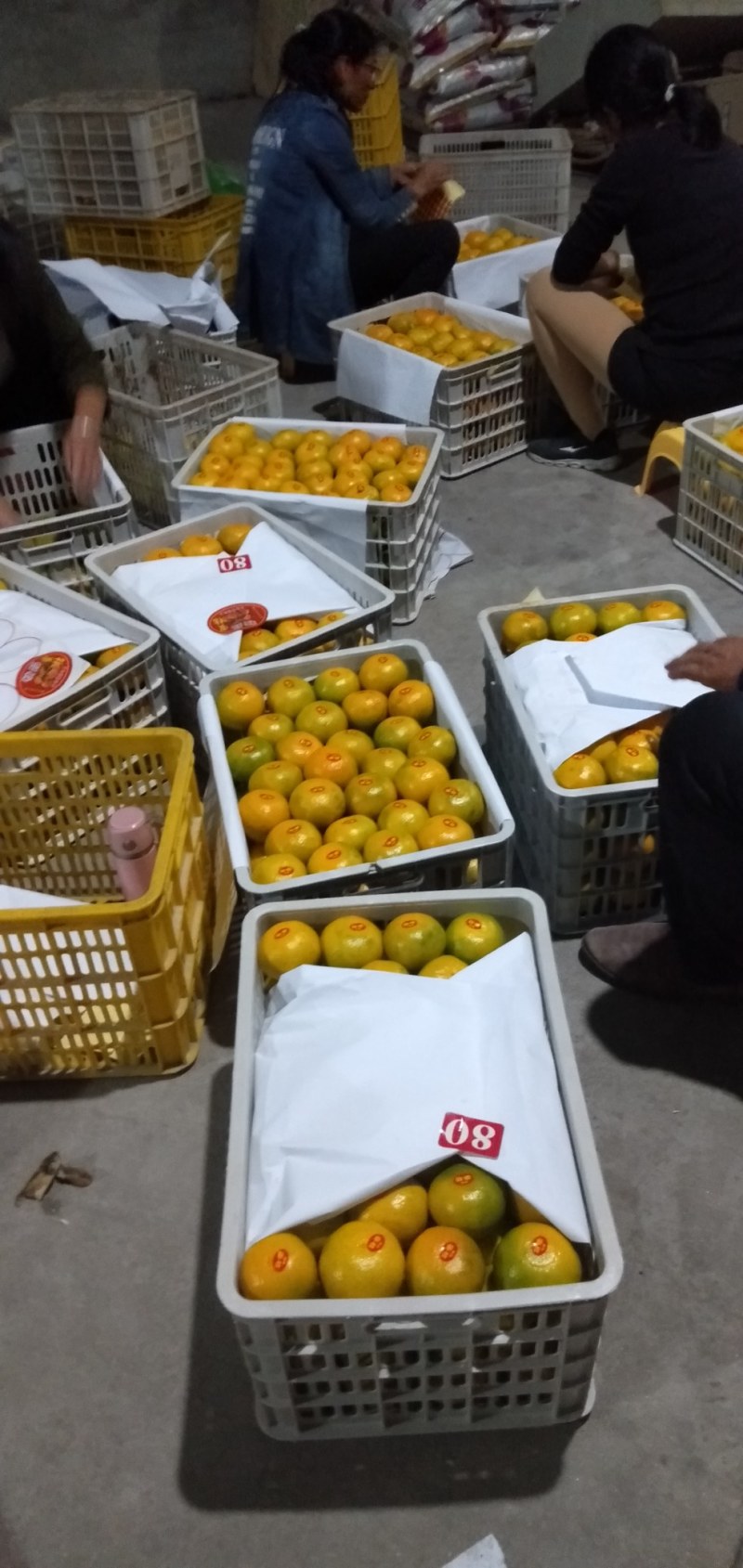 【优质】东江湖蜜橘65—75