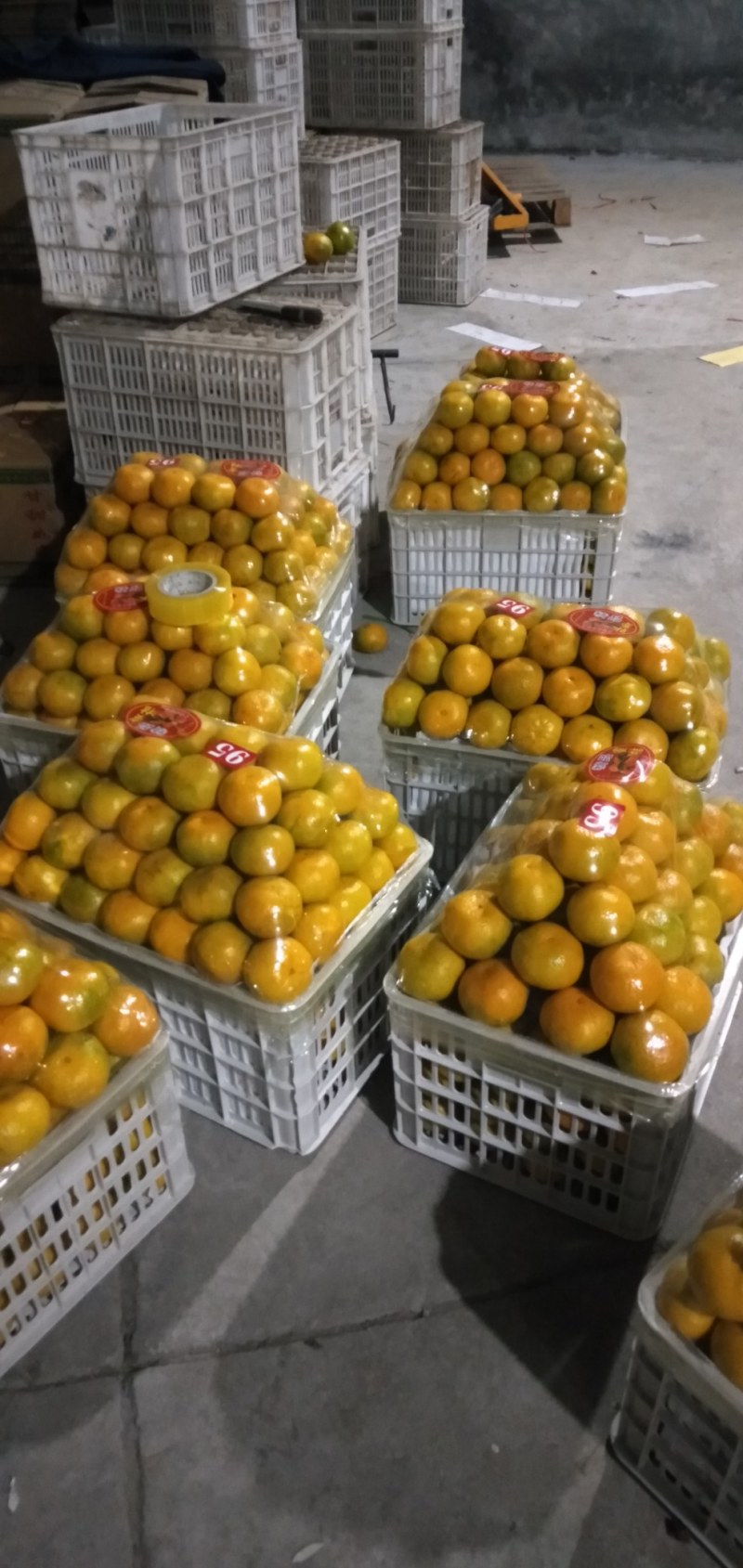 【优质】东江湖蜜橘65—75