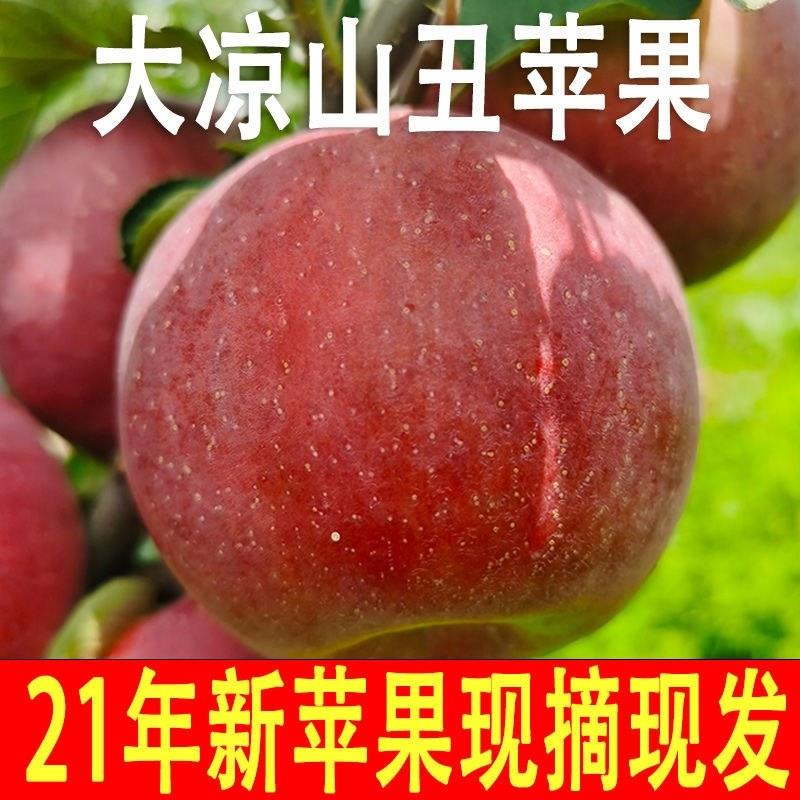 【特级苹果】四川盐源冰糖心苹果现摘现发支持一件代发