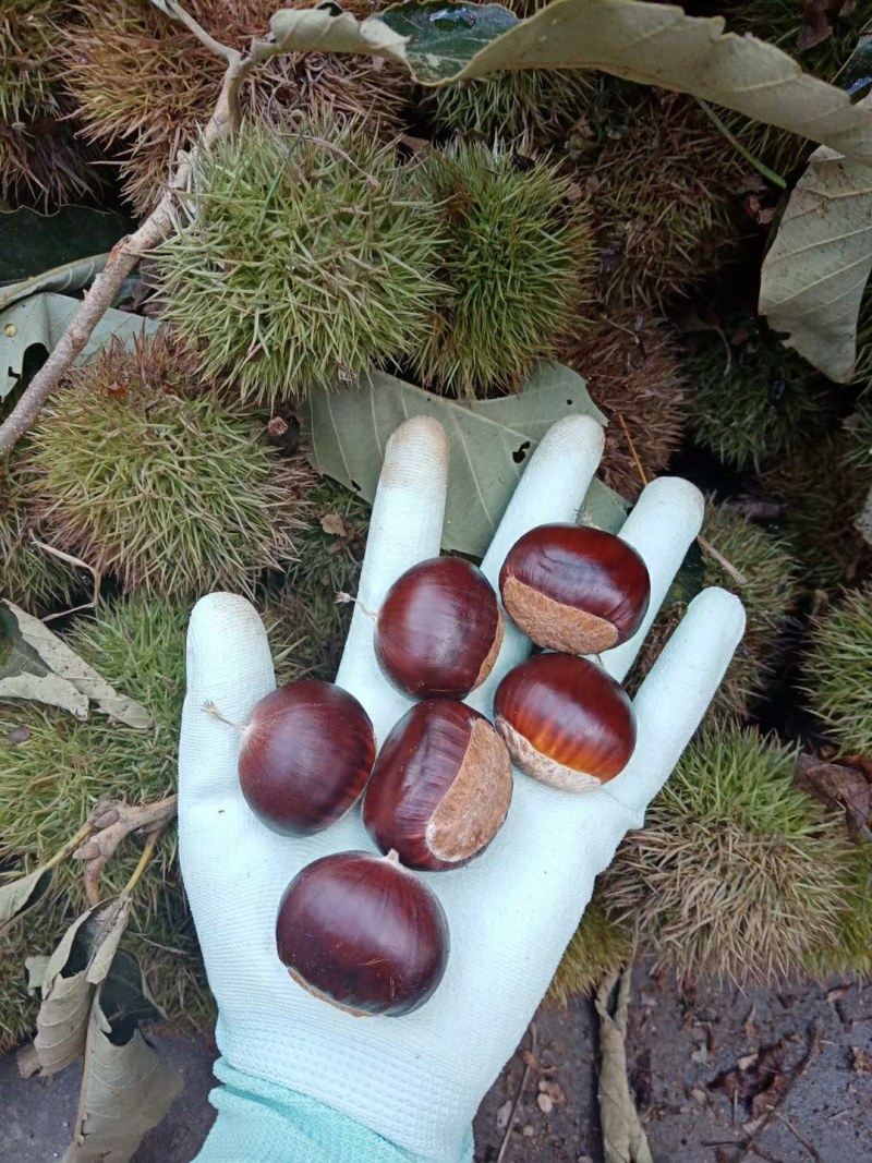 山栗子新鲜生沂蒙山板栗山东油栗甜糯量大一件代发现摘