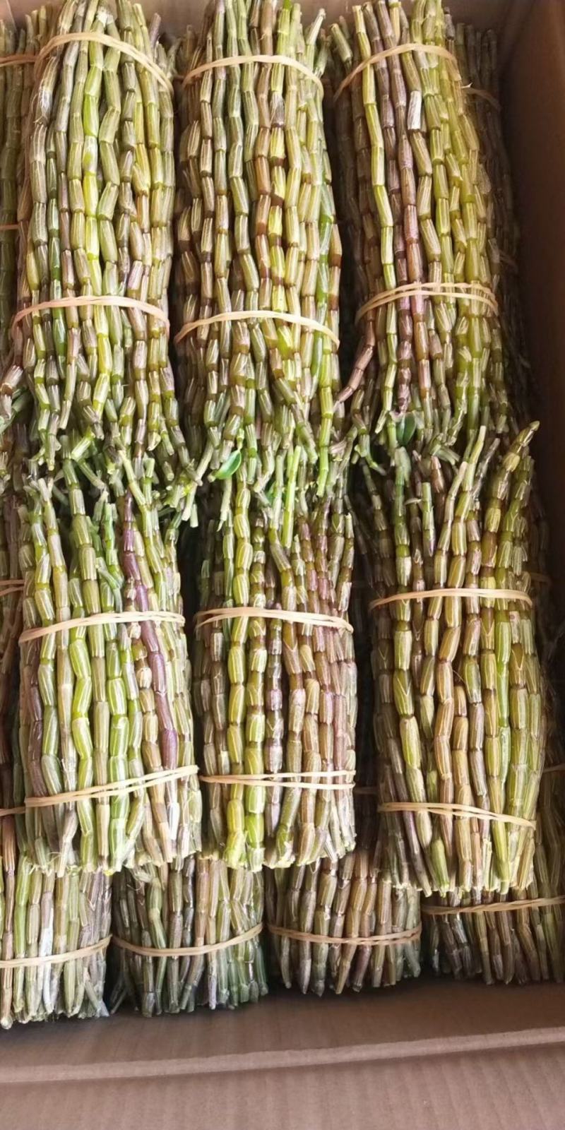 云南品种红杆粗条，15-25/15-45规格