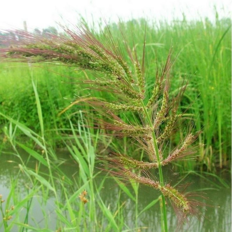 水稗草种子小米草种子水草种子鱼虾蟹养殖牧草量大优惠