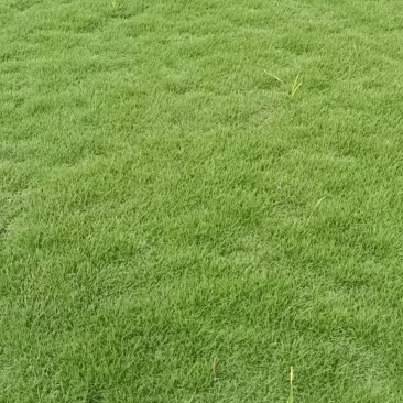 马拉泥草皮