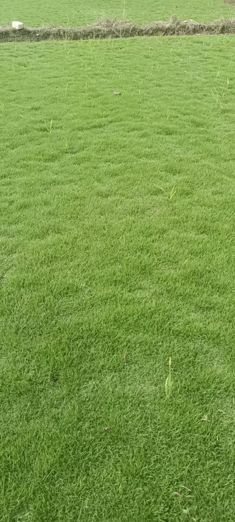 马拉泥草皮
