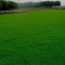 大量出售四季青草坪，300亩质量好价格低