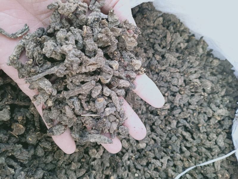天葵子，野生天葵子，又名千年老鼠屎，干净无杂质量保证！