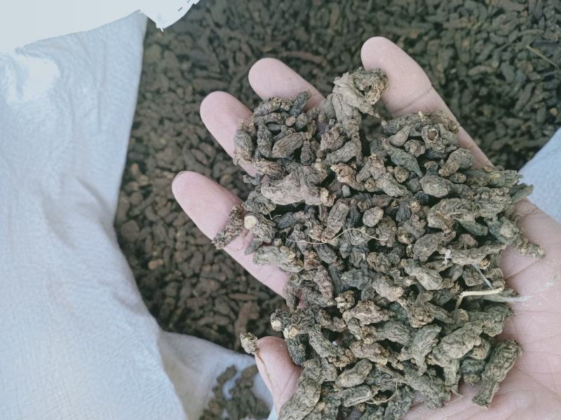 天葵子，野生天葵子，又名千年老鼠屎，干净无杂质量保证！