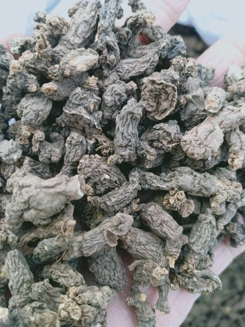 天葵子，野生天葵子，又名千年老鼠屎，干净无杂质量保证！