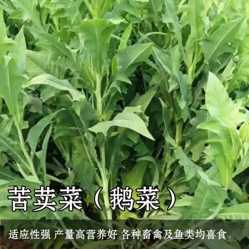 苦荬菜种子苦麦菜四季草籽养殖专用牧草种子量大优惠