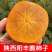 陕西阳丰脆柿巧克力柿可直接吃脆甜一件代发