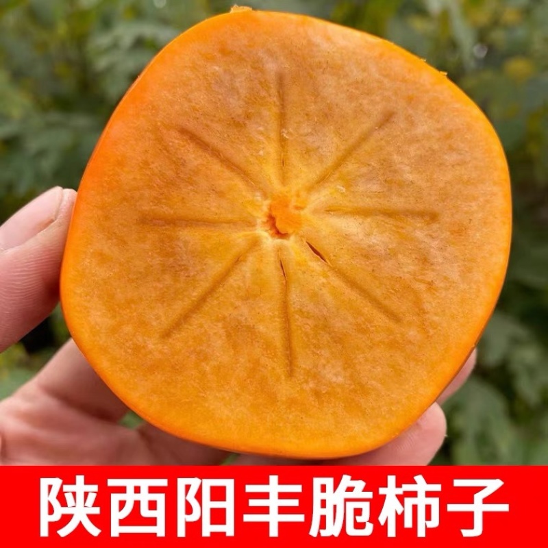 陕西阳丰脆柿巧克力柿可直接吃脆甜一件代发