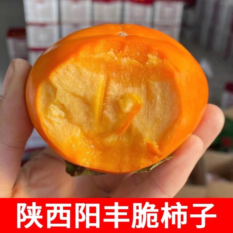 陕西阳丰脆柿巧克力柿可直接吃脆甜一件代发