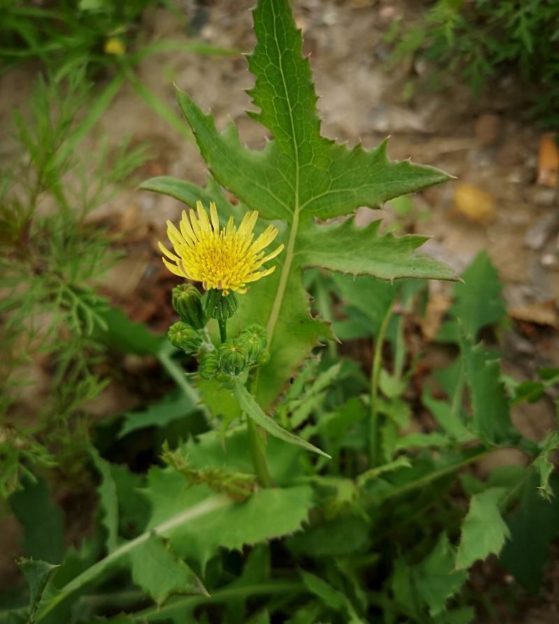 苦荬菜种子苦麦菜四季草籽养殖专用牧草种子量大优惠